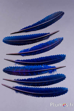 Faisan commun crantée - 14-18 cm - bleu nuit